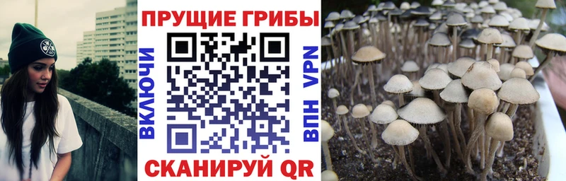 где найти   Дагестанские Огни  Псилоцибиновые грибы MAGIC MUSHROOMS 